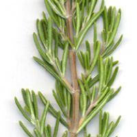 At a quick glance the leaves may appear compound or whorled. By removing the short branches that formed from the axillary bud, it becomes clear that the plant has simple opposite leaves.