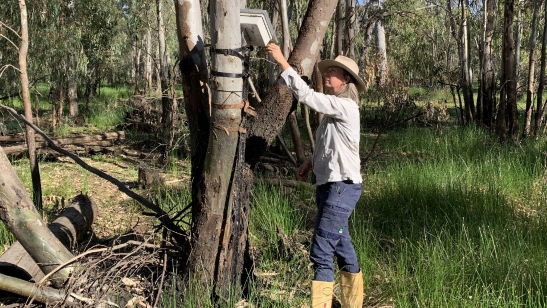 Patience and technology provide insights on how to save threatened birds