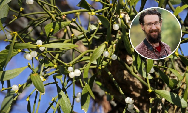 How we brought mistletoes back to the trees of Melbourne – while warding off hungry possums