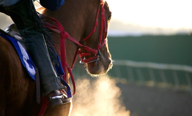 Black Caviar’s death prompts uncomfortable questions about how champion mares spend their retirement