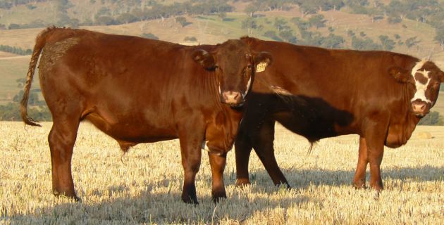 Development of Emergency Animal Disease Training Modules 