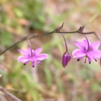 Small Vanilla Lily  (<em>Arthropodium minus</em>)