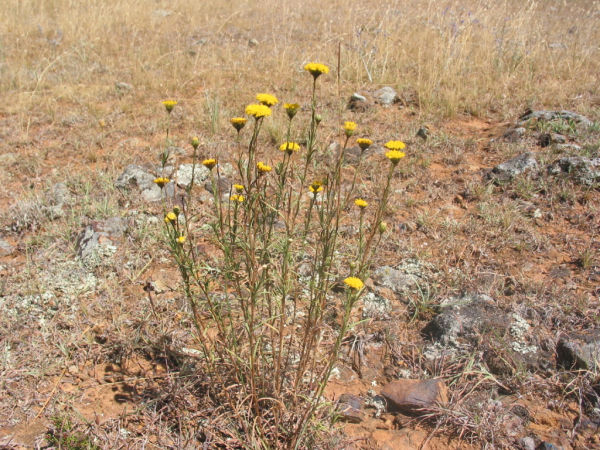 Button wrinklewort