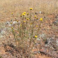 Flagship species Button Wrinklewort (<em>Rutidosis leptorrhynchoides</em>) is endangered