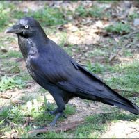 Raven (<em>Corvus coronoides</em>) Wiradjuri - waagan.