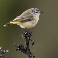 Yellow-rumped Thornbill (<em> Acanthiza chrysorrhoa</em>) 