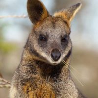 Black Wallaby  (<em> Wallabia bicolor </em>)