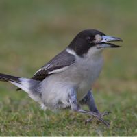 Grey Butcher Bird (<em>  Cracticus torquatus </em>)