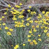 Everlasting daisies (<em> Xerochrysum viscosum </em>)