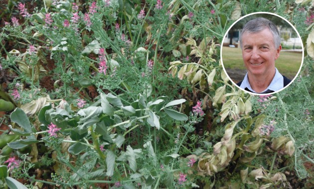 Charles Sturt one of four key sites for $47 million weed management initiative 