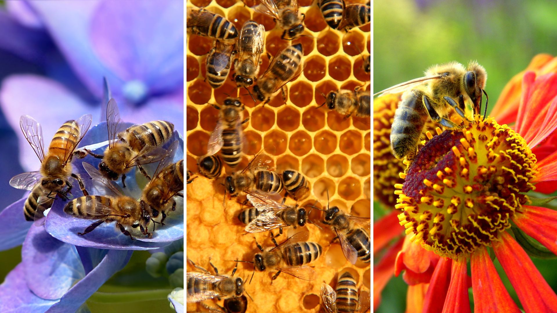 UN World Bee Day in Bathurst: we all depend on the survival of bees