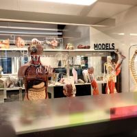 Loanable anatomy models