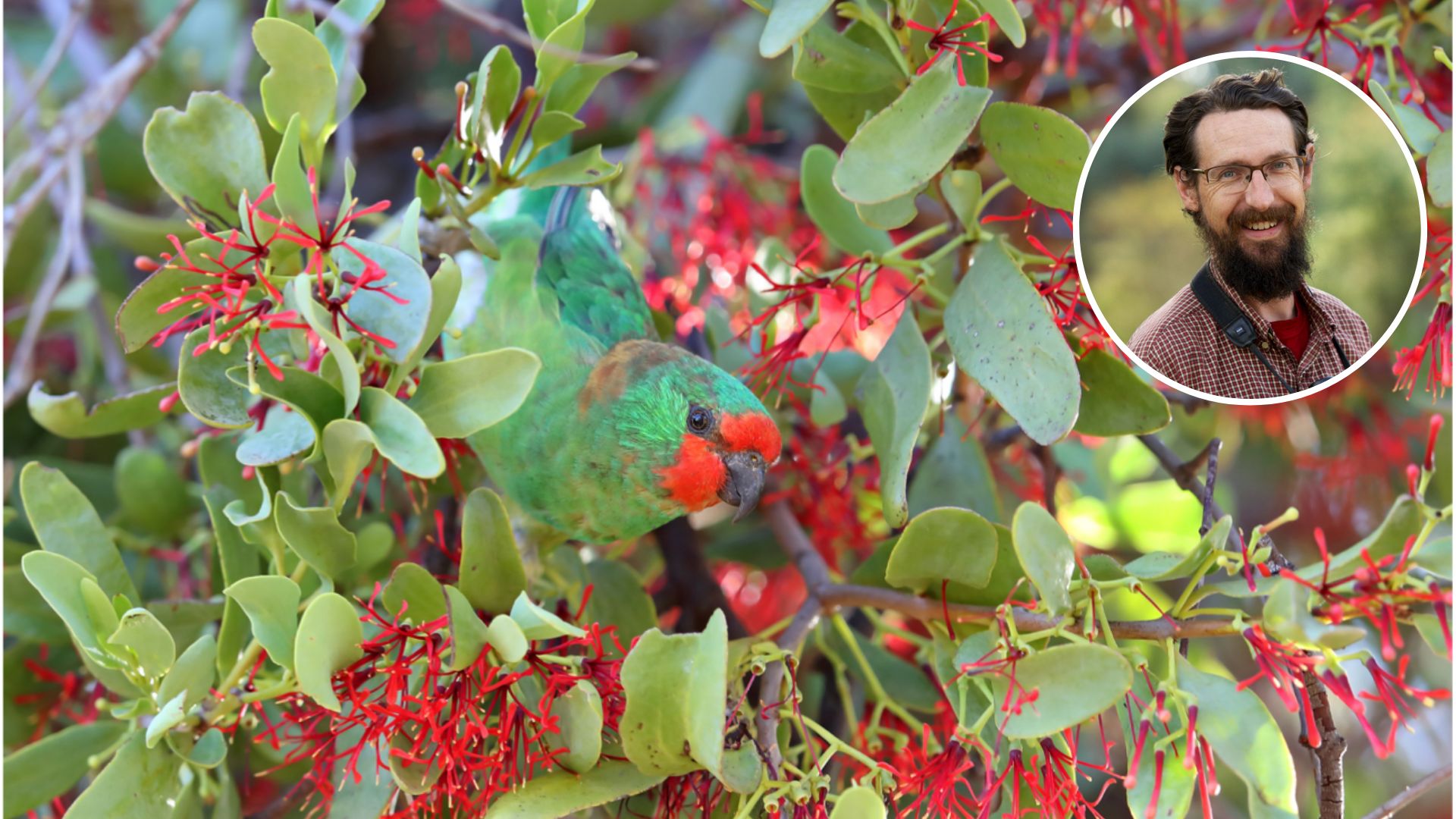 New research shows songbirds have spread mistletoe love for 25 million Christmases 
