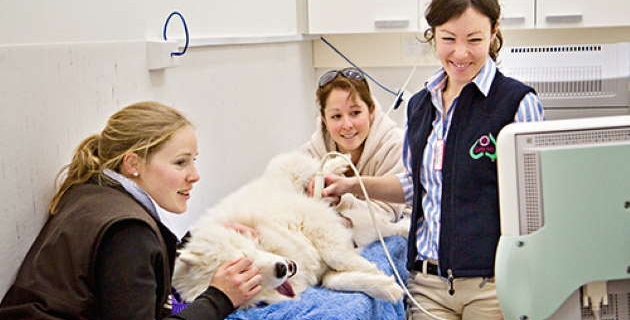 Veterinary and animal