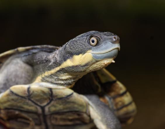 Bellinger River Turtle