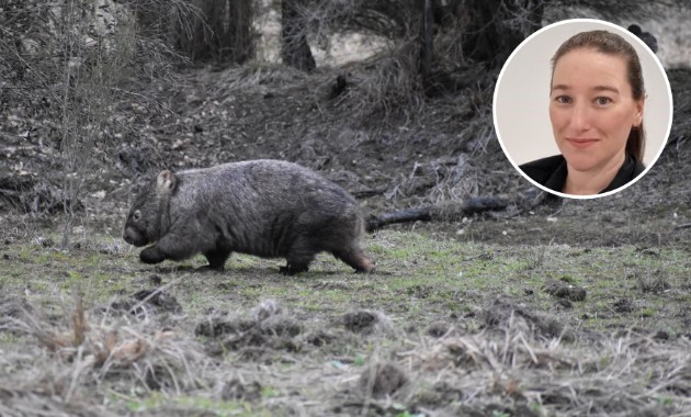 Scabies can kill animals like the beloved wombat. What’s the best way to diagnose it? 