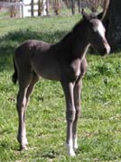 Dr Sharanne Raidal warns, only by containing the virus within a relatively small proportion of the total horse population, and allowing the disease to 'burn itself out', will we be successful in eradicating EI