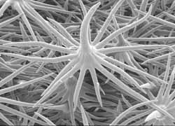 Silverleaf nightshade under a microscope. Photo courtesy of Roger Heady. 