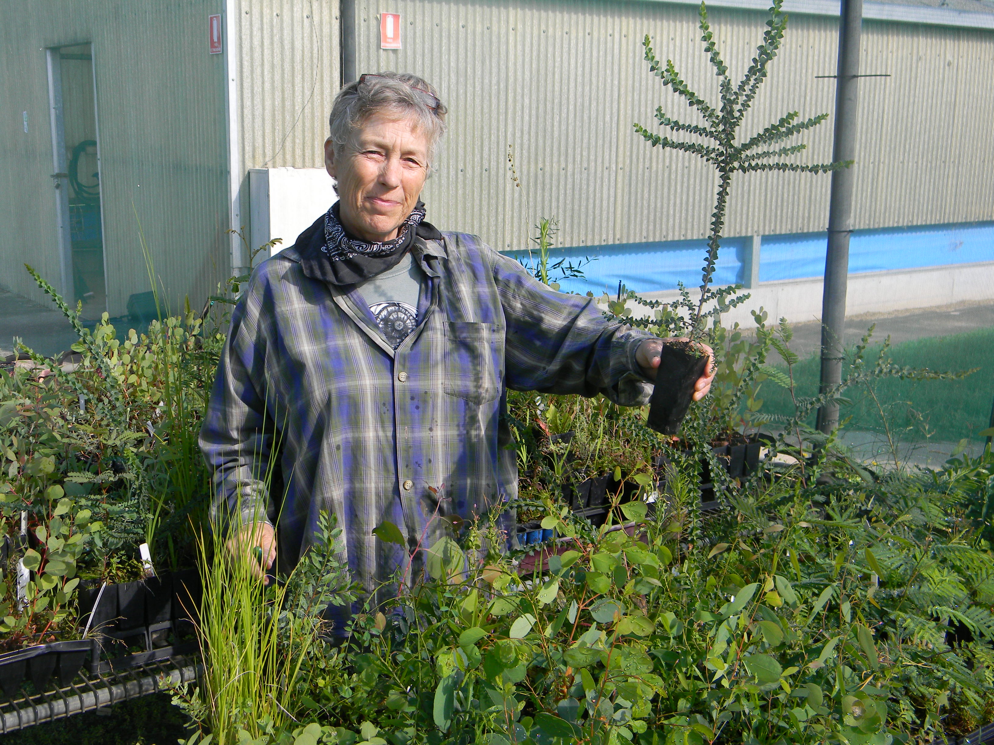 CSU Environmental Science Lecturer Dr Cilla Kinross with tubestock grown at CSU in Orange.