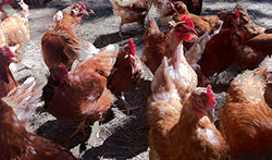 chickens_250x150 chickens_250x150