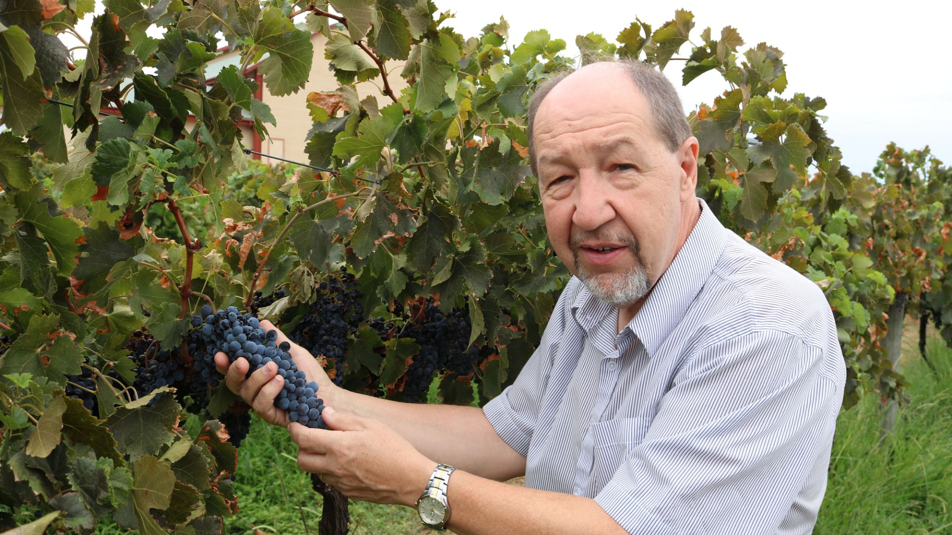 CSU Research: Measuring bunch rot impact on wine quality