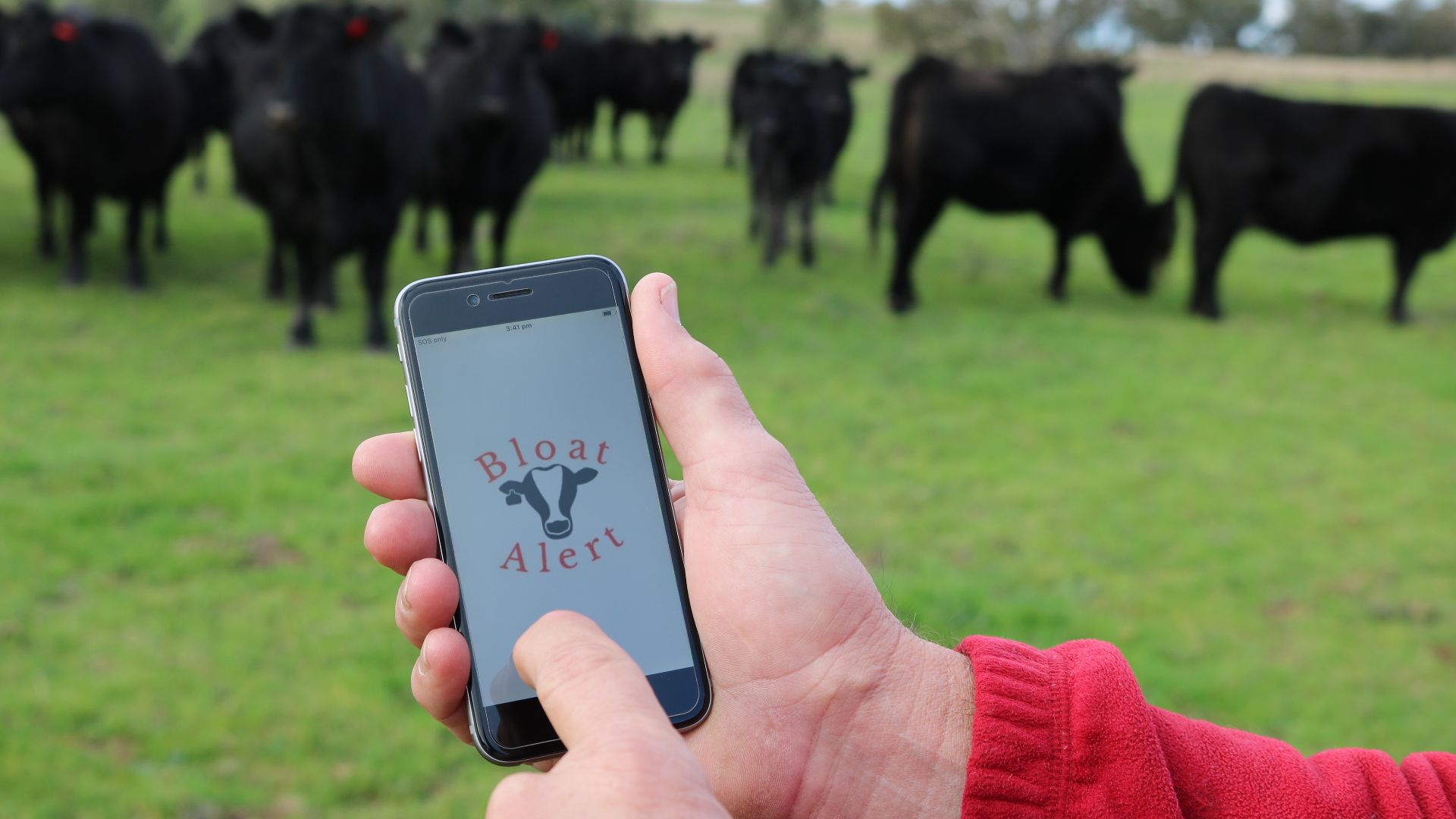 University app detects cattle bloat cases in southern NSW 