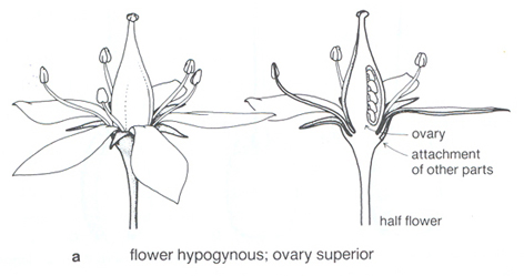Cross section diagram of a Superior Ovary