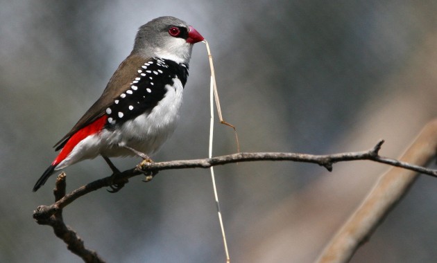 ‘Breakfast with the birds’ at Charles Sturt in Bathurst