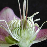 Note the four narrow, vertical styles (mottled pink) that extend down into the separate ovaries of this Helleborus