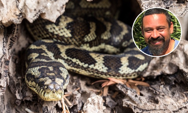 World Snake Day: the benefits and behaviours of Australia’s scaly predators revealed