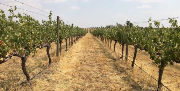 Climate-Proof Crops: The Future of  Temperate  Viticulture and Horticulture card image