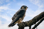 Fledged