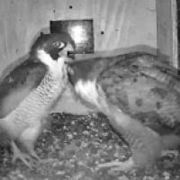 Diamond nipping Gimbir who was trying to stay the night in the box 27/3/2026