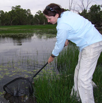 CSU researcher Dr Skye Wassens is monitoring Southern Bell Frogs between Maude and Balranald on the Lowbidgee Floodplain in inland NSW.