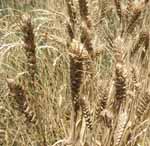 Perennial wheat in December 2008 shortly before harvest. 