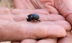 CSU Research:  $23 million project to put dung beetles to work