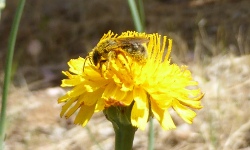 Looking for pollinators