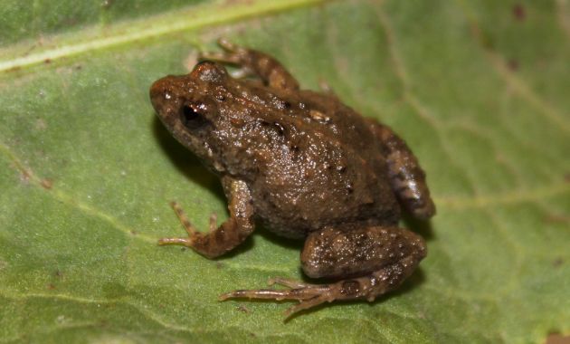 New habitat for tiny endangered frog in Corowa