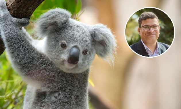 Mobile app aims to preserve koala population in Port Macquarie 