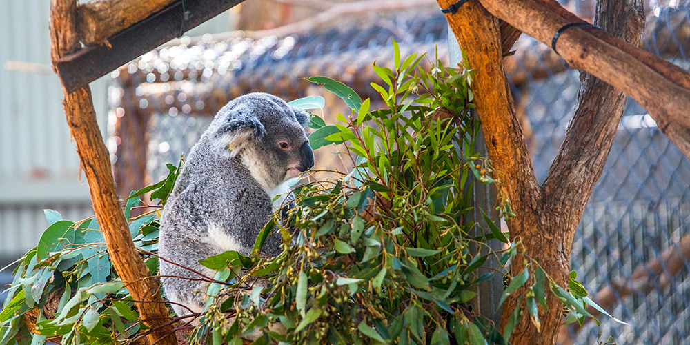 There is lots to do in Port Macquarie, including getting up close with Australian wildlife at the local Koala Hospital.