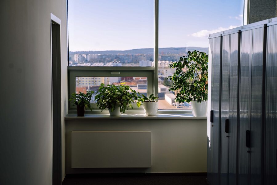 Plants on a windowsill