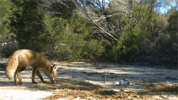 Native lizards know a predator when they ‘smell’ one