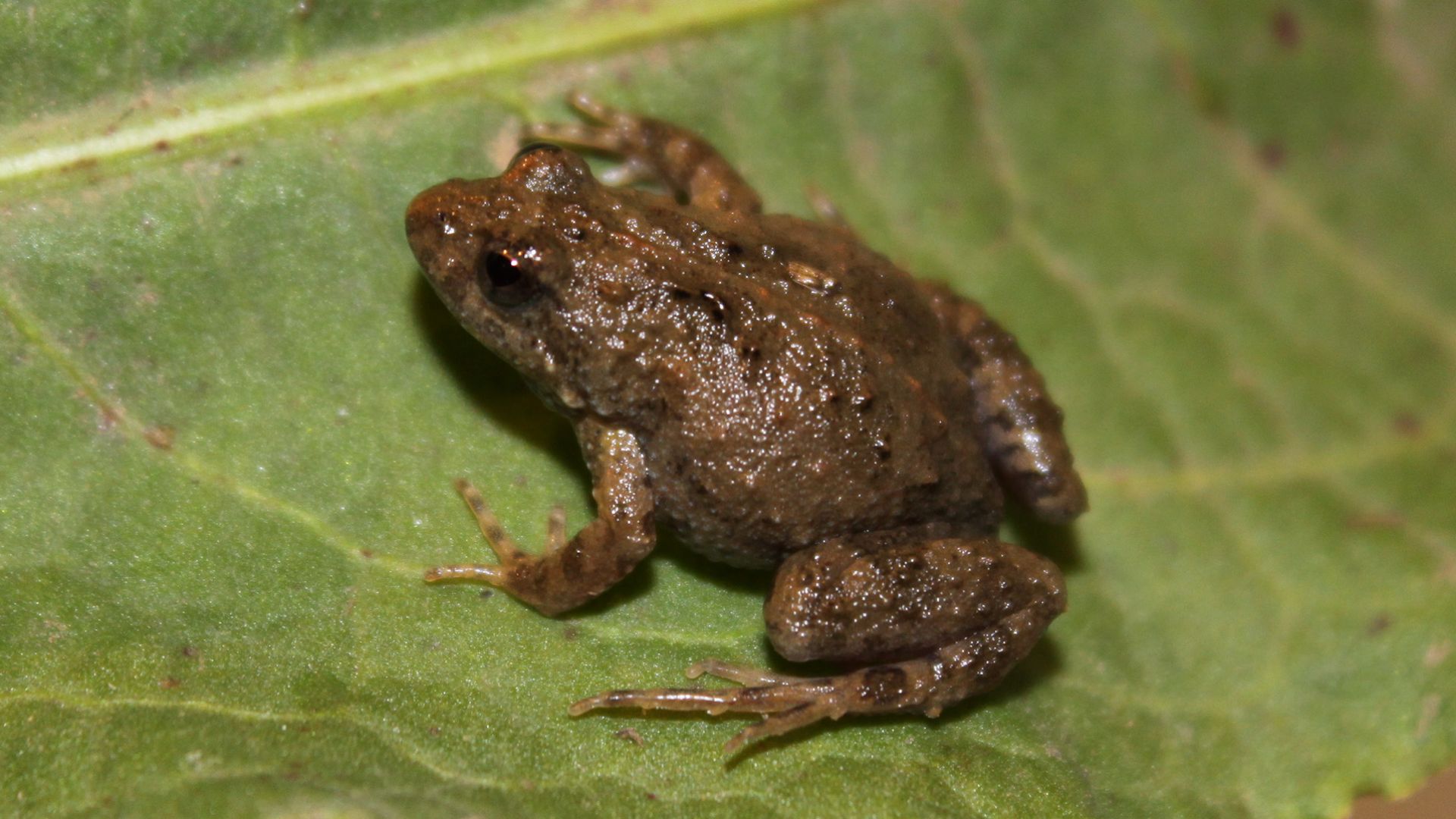 New habitat for tiny endangered frog in Corowa