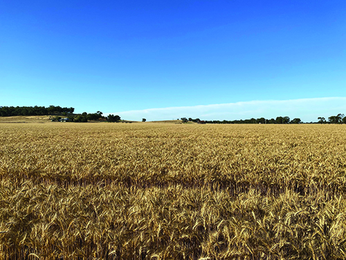 grain fields