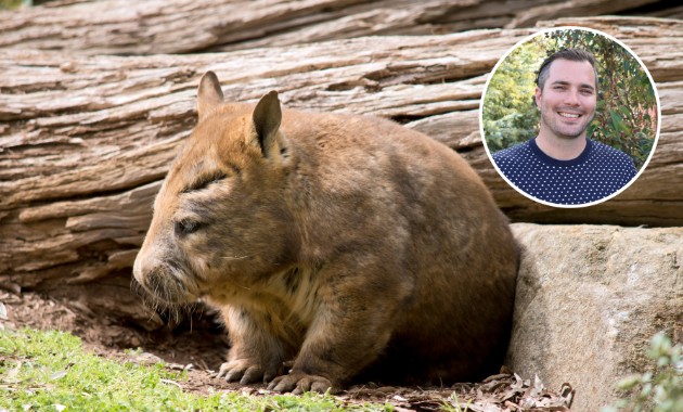 Cameras reveal wombat burrows can be safe havens after fire and waterholes after rain 
