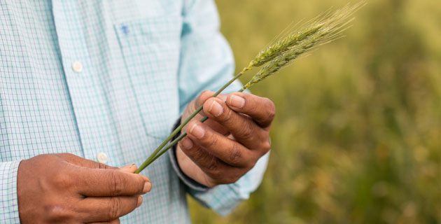 Future-proofing the Aussie grains industry