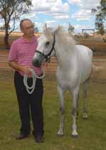 The Connemara pony donated to CSU in 2007 by breeder Mr Bill Concannon.