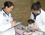 CSU veterinary science students, Ms Camille Addison (left) from Moruya and Ms Emily Stearman from Tamworth, conduct pre-health checks on a six week-old dog at Wagga Wagga City Council&rsquo;s animal shelter. 