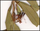 Sample of Amyema miraculosum