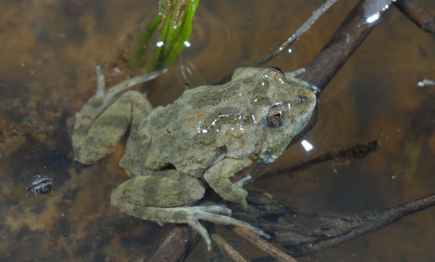 Charles Sturt helps Albury’s endangered Sloane’s froglet this National Tree Day 